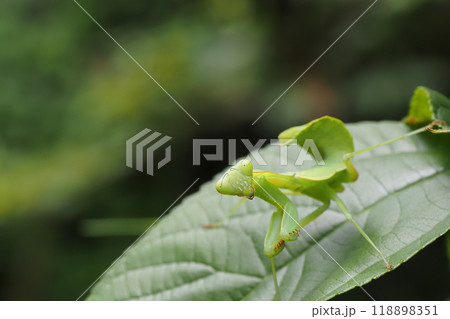 ムネアカハラビロカマキリの幼虫 118898351