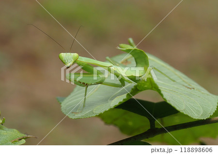 ムネアカハラビロカマキリの幼虫 118898606