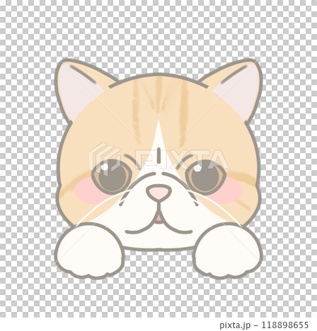 エキゾチックショートヘアのイラスト 118898655