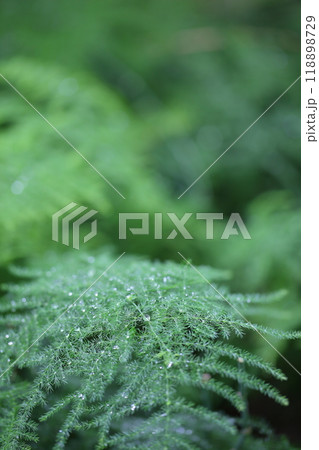 アスパラガスの葉と雨滴 118898729