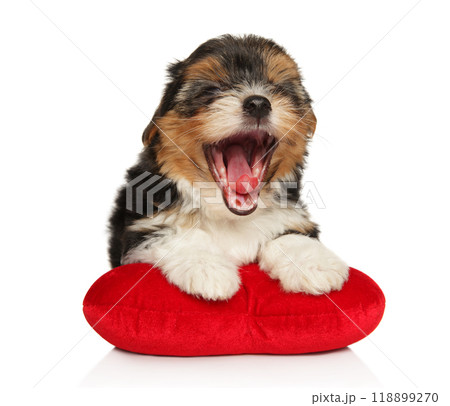 Biewer Yorkie puppy yawning on heart pillow Biewer Yorkie puppy yawning on heart pillow 118899270