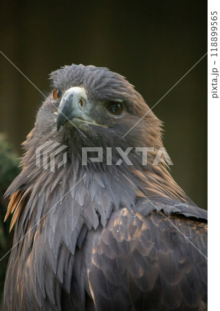 golden eagle is looking in the cam golden eagle is looking in the cam 118899565