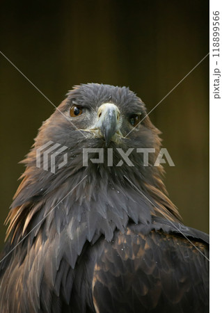 golden eagle is looking in the cam golden eagle is looking in the cam 118899566