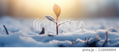 frozen little seedling in winter frozen little seedling in winter 118899804