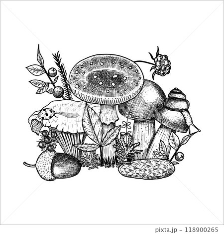 Hand draw mushrooms with acorns, pine cone, moss, berries, snail. Vector illustration 118900265