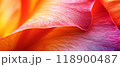 Colorful petal with water drops, close-up view 118900487