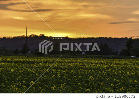 ひまわりが咲き誇る河北潟干拓地ひまわり村 118900572