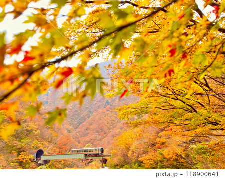 紅葉の季節のJR米坂線（小国駅－越後金丸駅） 118900641