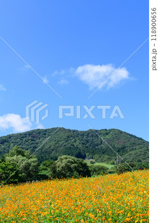 宮城 初秋 やくらいガーデン 宮城 初秋 やくらいガーデン 118900656