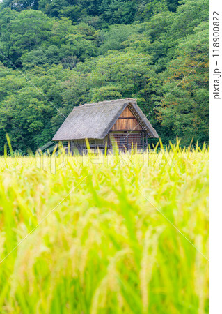 【世界遺産】稲の実った初秋の白川郷【岐阜県】 118900822