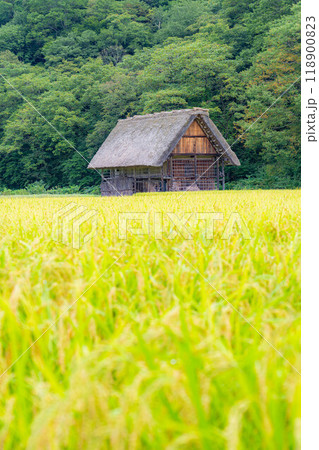 【世界遺産】稲の実った初秋の白川郷【岐阜県】 118900823