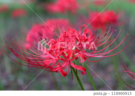 彼岸花 彼岸花 118900913