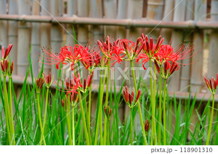 マンジュシャゲの花びら マンジュシャゲの花びら 118901310