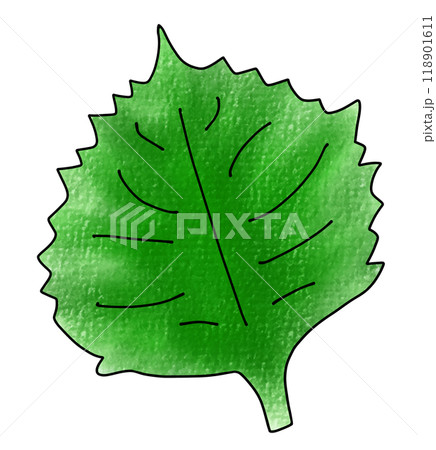 ゆるめシンプル大葉　アナログ風 118901611