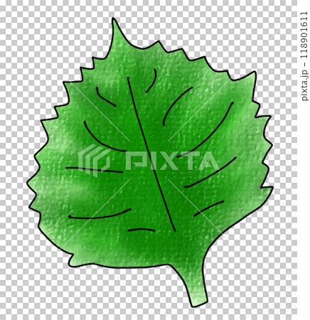 Loose and simple shiso leaf, analog style Loose and simple shiso leaf, analog style 118901611