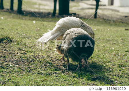 A pair of tom turkeys grazing on the ground. Turkeys eating on farmland. 118901920