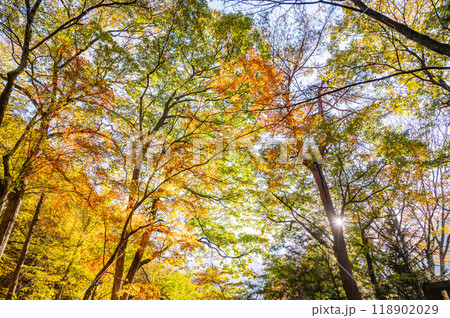 鹿教湯温泉　紅葉橋付近の紅葉 118902029