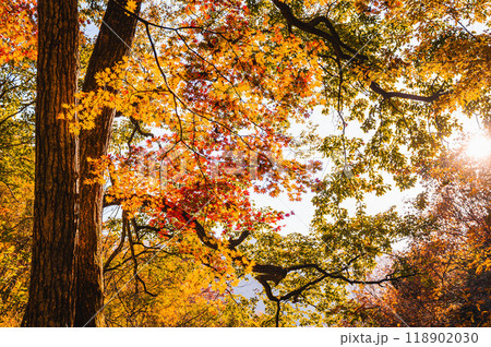 光射すモミジの紅葉　鹿教湯温泉 118902030