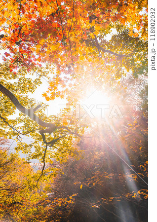 光射すモミジの紅葉　鹿教湯温泉 118902032