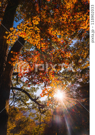 秋深い紅葉に差込む光　鹿教湯温泉 118902033