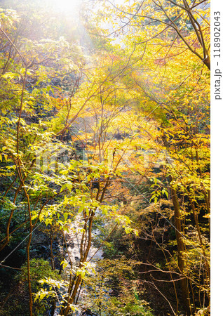 秋の鹿教湯温泉 散策 秋の鹿教湯温泉 散策 118902043