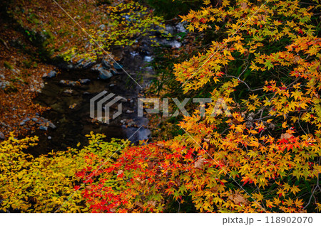鹿教湯温泉　水辺の紅葉 118902070