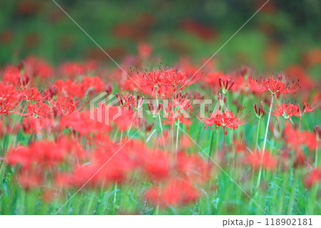 彼岸花 (東京都葛飾区 水元公園) 彼岸花 (東京都葛飾区 水元公園) 118902181