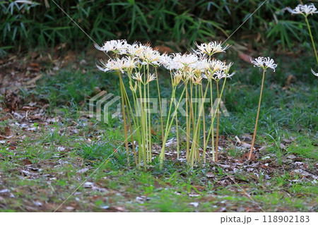 彼岸花 （東京都葛飾区 水元公園） 118902183