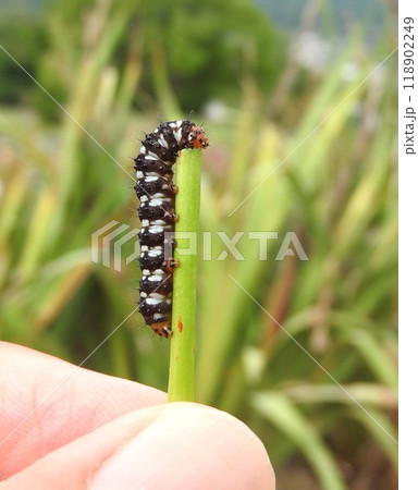 ヒガンバナ科の植物を食害する蛾の一種「ハマオモトヨトウ」の幼虫 118902249