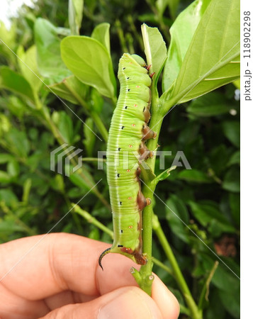 クチナシの葉を食べる「オオスカシバ」の幼虫 クチナシの葉を食べる「オオスカシバ」の幼虫 118902298