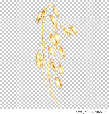 Oat stem with multiple golden-yellow grains. Avena sativa bouquet. Cereal Watercolor clipart for use in organic product packaging, natural-themed merchandise, or eco-friendly design projects Oat stem with multiple golden-yellow grains. Avena sativa bouquet. Cereal Watercolor clipart for use in organic product packaging, natural-themed merchandise, or eco-friendly design projects 118902759