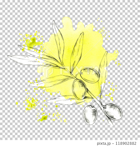 Pencil-drawn olive branch with a yellow-green splash background. Isolated Watercolor illustration for use in organic skincare packaging, olive oil branding, or eco-friendly product labels 118902882