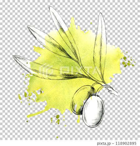 Pencil-drawn olive branch with multiple olives, accentuated by a bright yellow watercolor splash. Clipart for Mediterranean-themed designs, olive oil product packaging, or natural beauty branding Pencil-drawn olive branch with multiple olives, accentuated by a bright yellow watercolor splash. Clipart for Mediterranean-themed designs, olive oil product packaging, or natural beauty branding 118902895