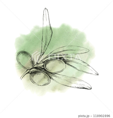 Pencil-drawn olive branch with three olives against a soft green watercolor splash. Watercolor illustration for natural product branding, as olive oil labels, soap packaging, or eco-friendly cosmetics Pencil-drawn olive branch with three olives against a soft green watercolor splash. Watercolor illustration for natural product branding, as olive oil labels, soap packaging, or eco-friendly cosmetics 118902896