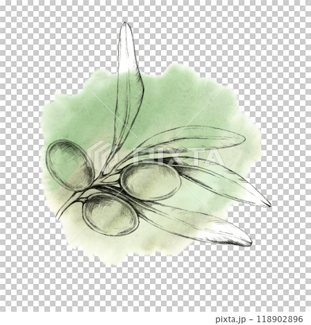 Pencil-drawn olive branch with three olives against a soft green watercolor splash. Watercolor illustration for natural product branding, as olive oil labels, soap packaging, or eco-friendly cosmetics 118902896