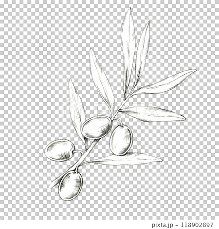 Lush olive branch featuring several olives and intricate leaf details. Isolated pencil drawing design for high-end olive oil branding, luxury skincare packaging, or Mediterranean food product labels 118902897