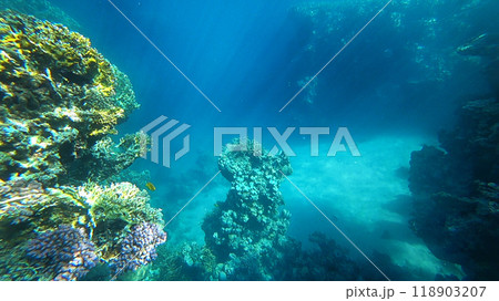 amazing coral reef amazing coral reef 118903207