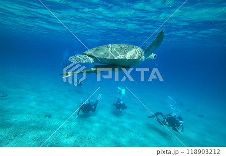 green sea turtle swims underwater 118903212