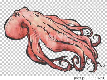 Hand-drawn illustration of an octopus 118903251