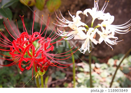 紅白の彼岸花 118903849