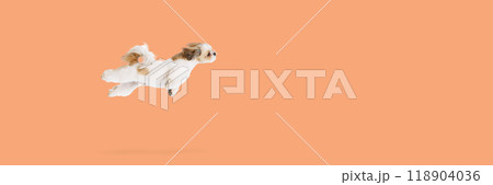 Funny image of adorable, playful, purebred Shih Tzu dog in motion, jumping like flying against light peach background. 118904036