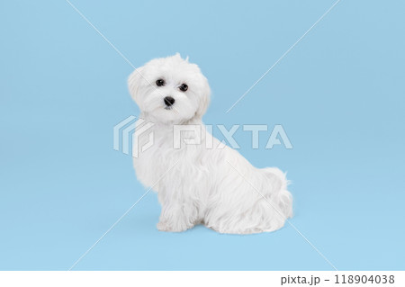 Cute, adorable white dog, purebred Maltese calmly sitting and looking at camera against light blue background. 118904038