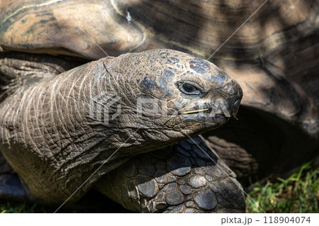 Aldabra giant tortoise, Curieuse Marine National Park, Curieuse, Seychelles 118904074