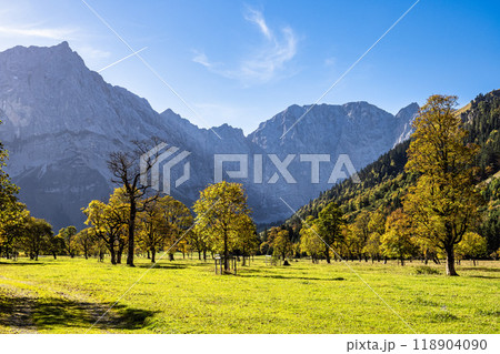 maple trees at Ahornboden, Karwendel mountains, Tyrol, Austria 118904090