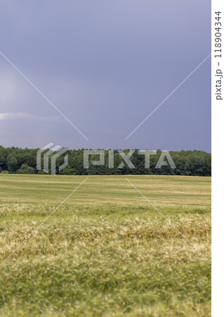 wheat field after a thunderstorm and rain 118904344