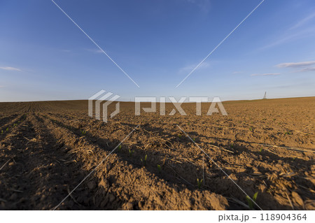 sunset in a field with young corn sprouts in a fertile field sunset in a field with young corn sprouts in a fertile field 118904364