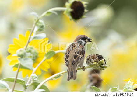 スズメ 118904614