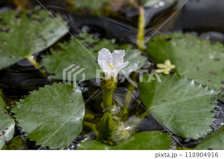 水面で咲いているヒシの花 118904916
