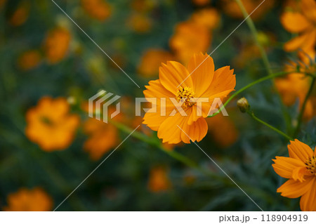 キバナコスモスの花 118904919
