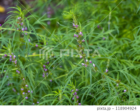 山に咲くメハジキの花 118904924
